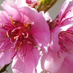 Armonie Sonore di Risveglio: incontro online zoom, 21 marzo 2024 alle 19, celebriamo nella Gioia la Primavera in noi. Armonizzazione, meditazione guidata