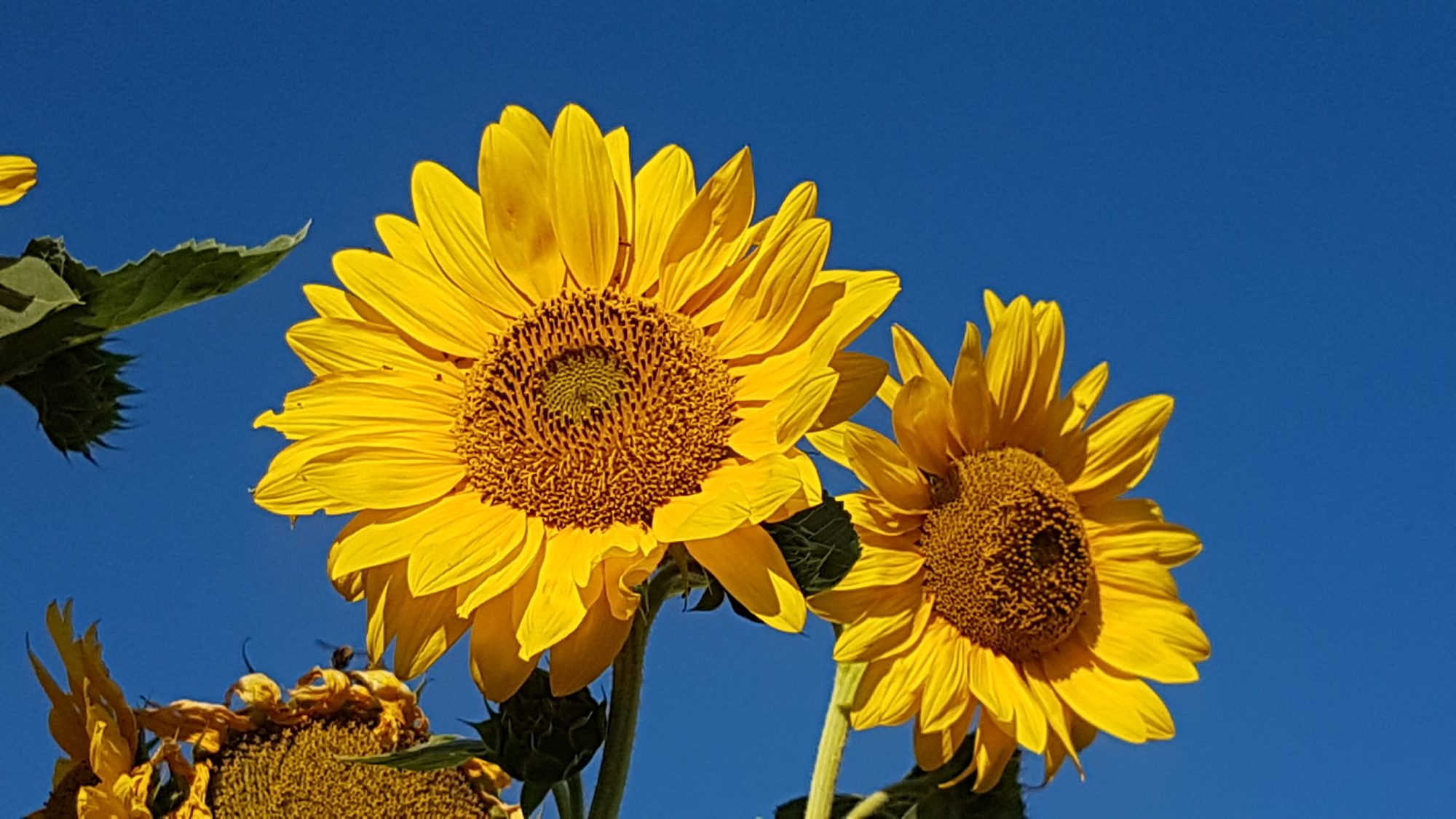 Rossana Folla: Rispondendo alla chiamata della mia Anima, opero al Servizio del Risveglio di coscienza, della consapevolezza, della ricerca interiore, dell’Armonia, dell’Unione tra ogni essere vivente - CORSI BASE ONLINE PER IMPARARE A SUONARE LE CIOTOLE ARMONICHE, MASSAGGIO SONORO ARMONICO, CERCHI DI MEDITAZIONE ONLINE, FRATELLI E SORELLE ANIMALI, ARMONIZZAZIONI ONLINE INDIVIDUALI E DI GRUPPO, WORKSHOP ONLINE: CIOTOLE E RISATA, DIVINAZIONE EVOLUTIVA, ENERGIE DEI REGNI ANGELICI DI DRAGHI ED UNICORNI.