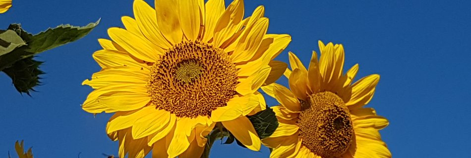 Rossana Folla: Rispondendo alla chiamata della mia Anima, opero al Servizio del Risveglio di coscienza, della consapevolezza, della ricerca interiore, dell’Armonia, dell’Unione tra ogni essere vivente - CORSI BASE ONLINE PER IMPARARE A SUONARE LE CIOTOLE ARMONICHE, MASSAGGIO SONORO ARMONICO, CERCHI DI MEDITAZIONE ONLINE, FRATELLI E SORELLE ANIMALI, ARMONIZZAZIONI ONLINE INDIVIDUALI E DI GRUPPO, WORKSHOP ONLINE: CIOTOLE E RISATA, DIVINAZIONE EVOLUTIVA, ENERGIE DEI REGNI ANGELICI DI DRAGHI ED UNICORNI.