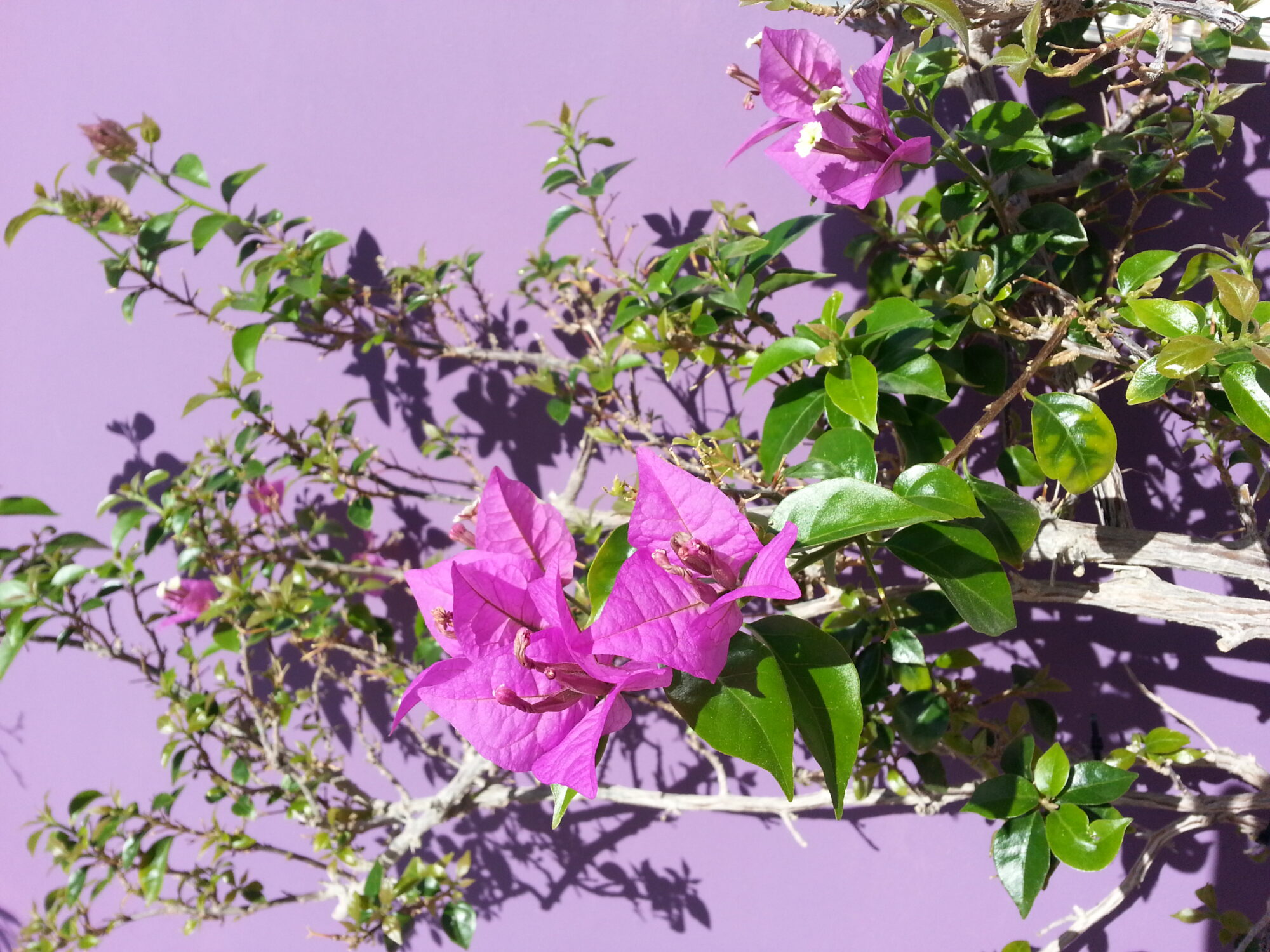 Cerchi di Meditazione online con le Campane Tibetane Armoniche