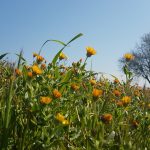 Rossana Folla, a proposito di me, delle campane tibetane e dei Fratelli e Sorelle Animali, le leggi Universali