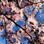 Risveglio di Colori e Suoni dell Anima, Risveglio di Coscienza, percorsi di crescita e fioritura interiore, spiritualità pratica