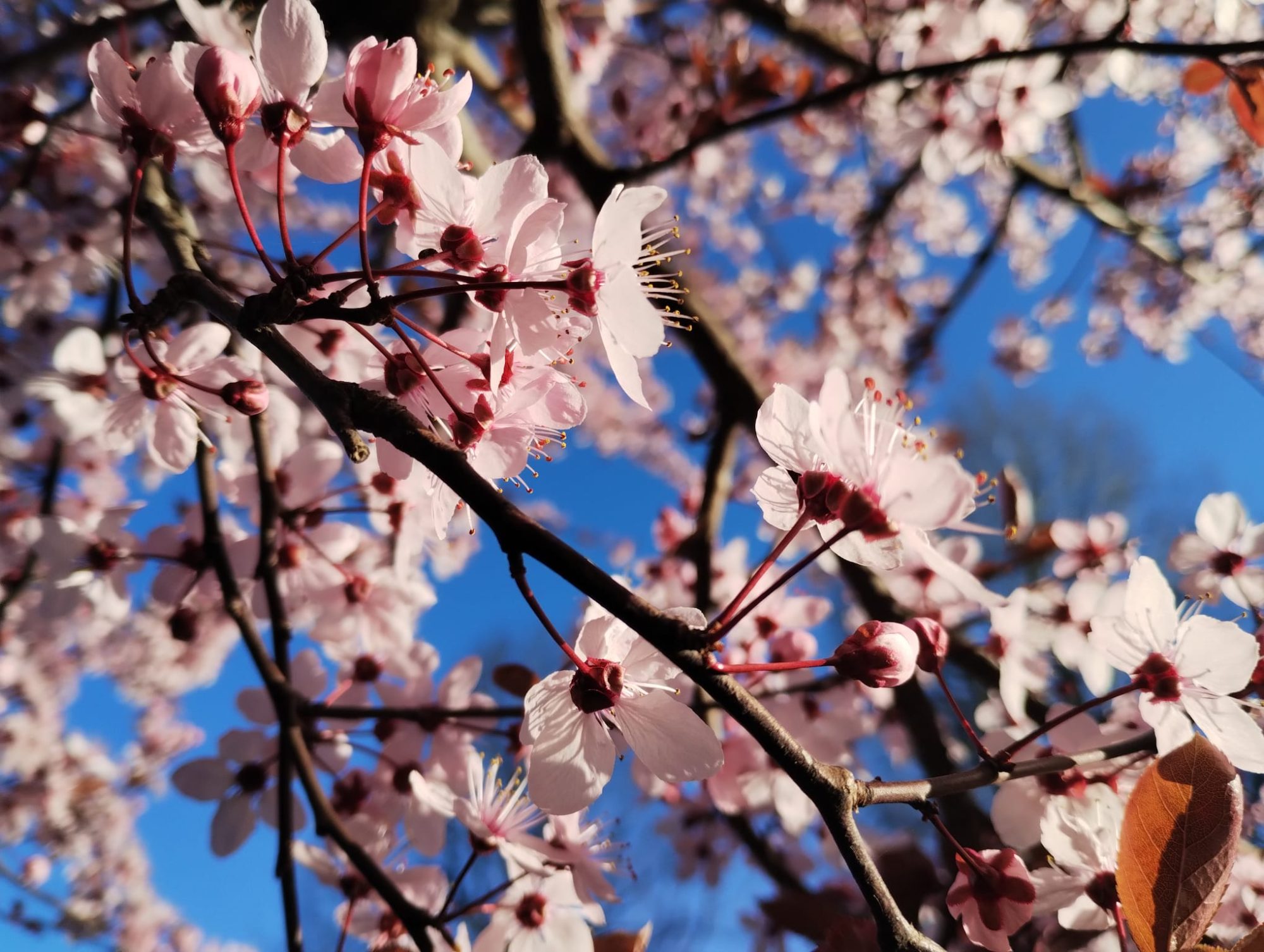 Risveglio di Colori e Suoni dell Anima, Risveglio di Coscienza, percorsi di crescita e fioritura interiore, spiritualità pratica