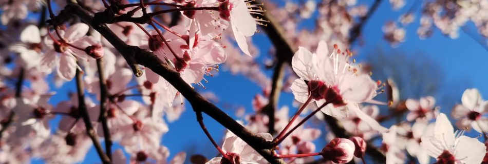 Risveglio di Colori e Suoni dell Anima, Risveglio di Coscienza, percorsi di crescita e fioritura interiore, spiritualità pratica
